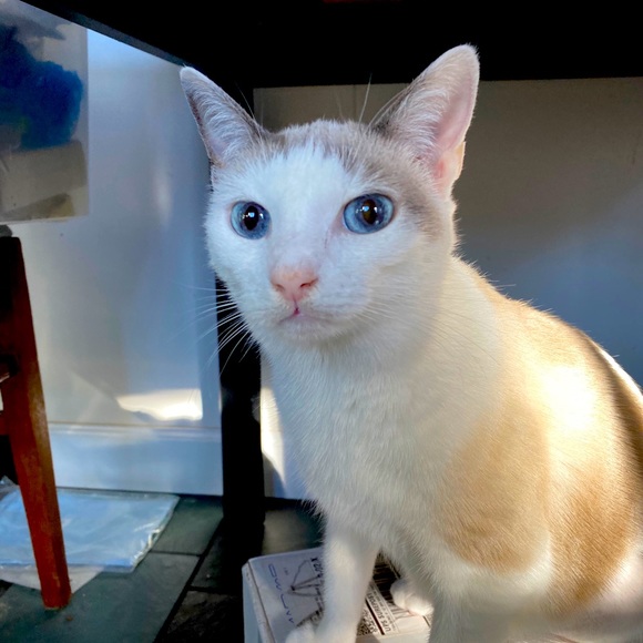 Meet your Posher, Suzette - Picture 1 of 1